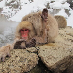 A snow monkey casually giving a high five while bathing in the hot springs