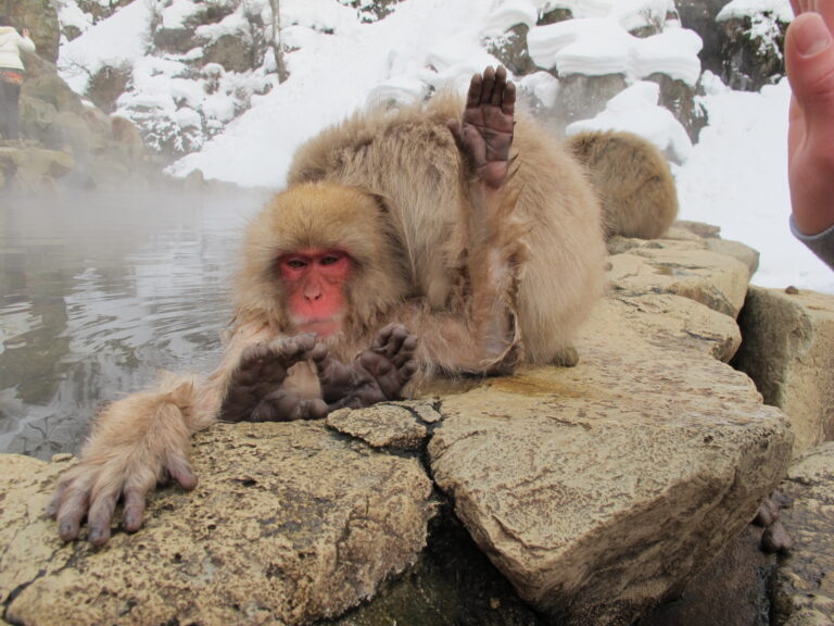 A snow monkey casually giving a high five while bathing in the hot springs