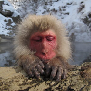 A single Snow Monkeys resting its eyes in the onsen