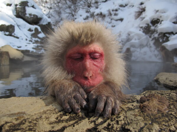 A single Snow Monkeys resting its eyes in the onsen