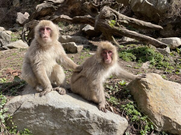 Snow Monkey & Shibu Onsen Guided Tour - from Nozawa & Iiyama - Image 9