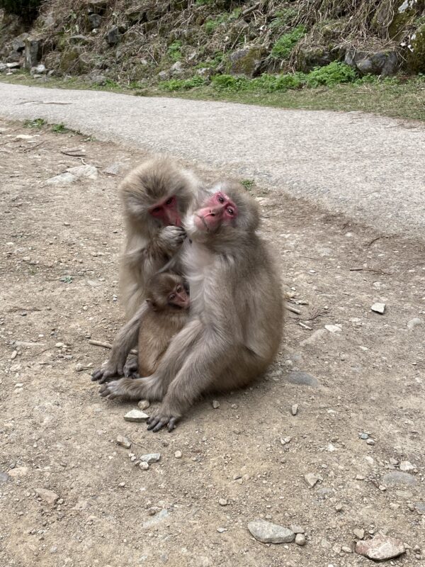 Snow Monkey & Shibu Onsen Guided Tour - from Nozawa & Iiyama - Image 11