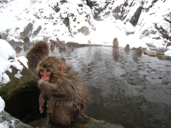 Snow Monkeys bathing in and around the onsen