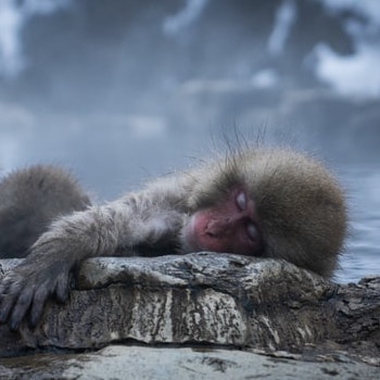 A Snow Monkey resting in the onsen