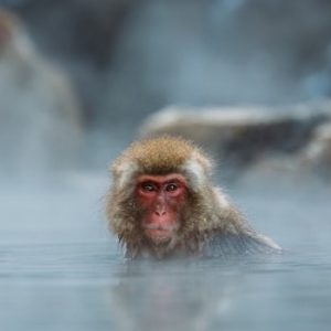 A solitary Snow Monkey bathing in the hot springs, looking directly at the camera