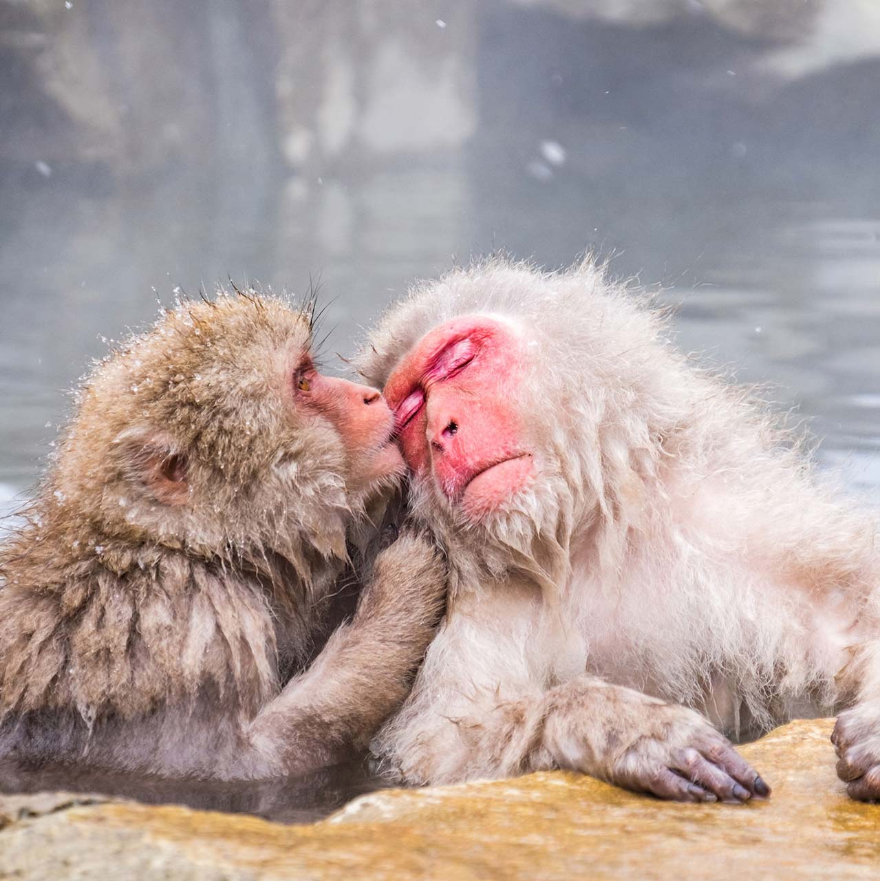 Two Snow Monkeys in the hoy springs grooming each other