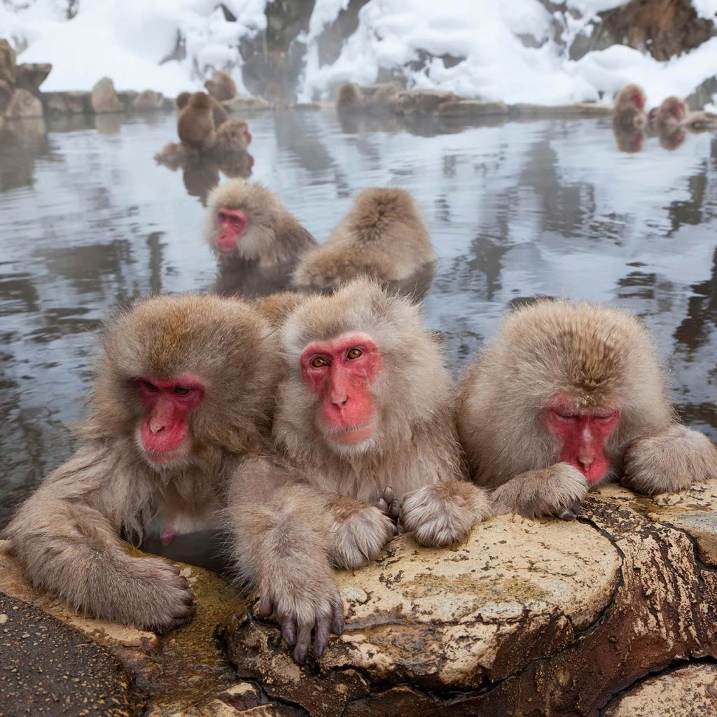 Snow Monkeys bathing in the hot spring, three are huddled tightly