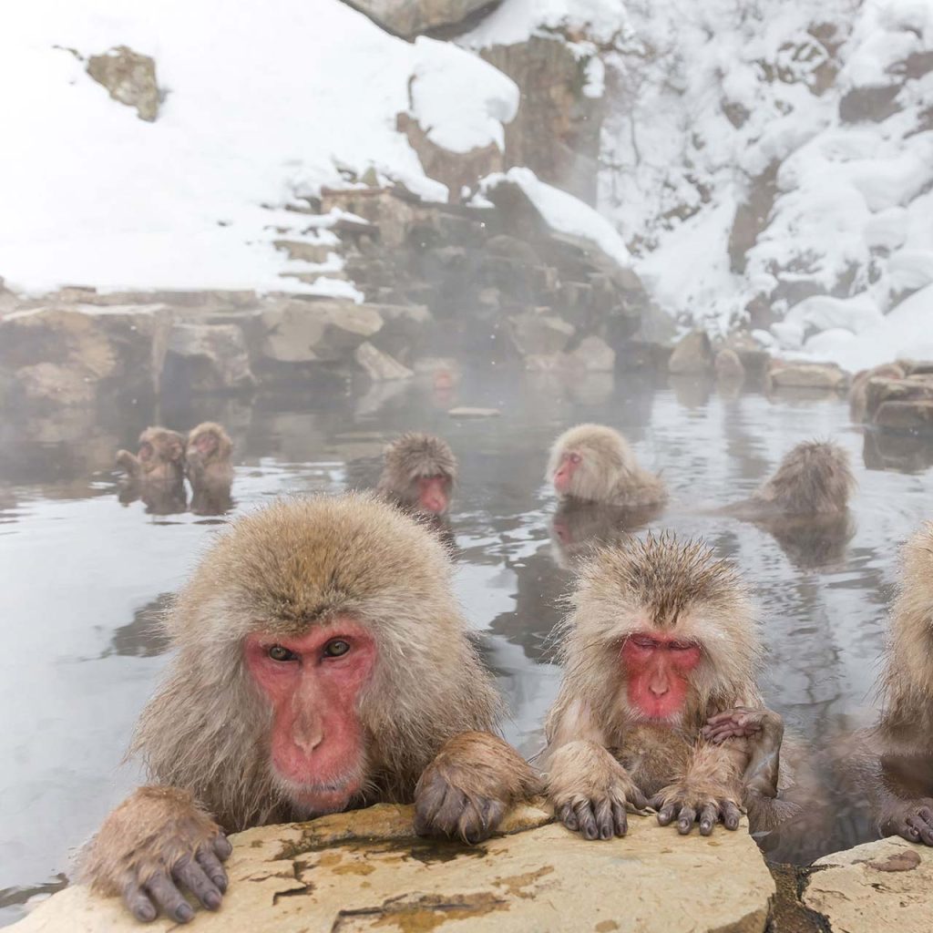 Many Snow Monkeys relaxing in the hot springs