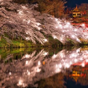 takada castle sakura at night