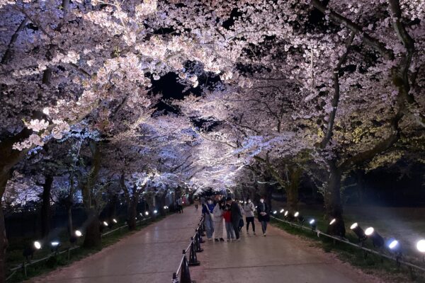 Snow Monkey & Cherry Blossom Illumination Tour (28 Mar ~13 Apr) - Image 2